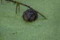 Muskrat covered in green duckweed also enjoys a meal of it eating voraciously turning, cute and gross