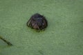 Muskrat covered in green duckweed also enjoys a meal of it eating voraciously turning, cute and gross