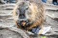 Muskrat is eating gingerbread, animal portrait