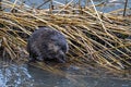 Muskrat Ondatra zibethicus Royalty Free Stock Photo