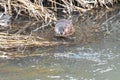 Muskrat Eating in a River Royalty Free Stock Photo