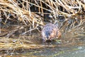 Muskrat Eating in a River Royalty Free Stock Photo