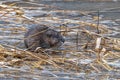 Muskrat Feeding on Grass in a River Royalty Free Stock Photo