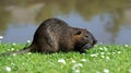 The muskrat (Ondatra zibethicus)