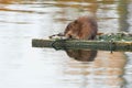 Muskrat - Ondatra zibethicus