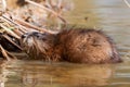 Muskrat ( Ondatra zibethicus) at home Royalty Free Stock Photo