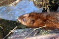 Muskrat (Ondatra zibethicus) in Illinois