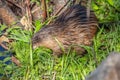 Muskrat Ondatra zibethicus with a mouth full of grass in summer