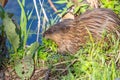 Muskrat Ondatra zibethicus with a mouth full of grass in summer next to a lake