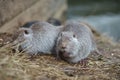 The muskrat Ondatra zibethicus