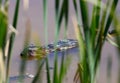 Muskrat, Ondatra zibethicus