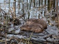 The muskrat (Ondatra zibethicus) - semiaquatic rodent covered with short, thick fur of medium to dark brown color