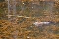 Muskrat Ondatra zibethicus swampy pond habitat