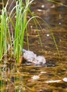 Muskrat Ondatra zibethicus swampy pond sedges Royalty Free Stock Photo