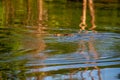 Muskrat Ondatra zibethicus swimming in colorful Lake Wausau, Wausau, Wisconsin Royalty Free Stock Photo