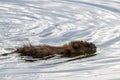 Muskrat, Ondatra zibethicus, swimming in a lake Royalty Free Stock Photo