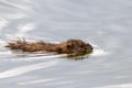Muskrat, Ondatra zibethicus, swimming in a lake Royalty Free Stock Photo