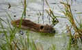 Muskrat (Ondatra zibethicus) swimming in the lake. Royalty Free Stock Photo