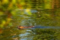 Muskrat Ondatra zibethicus swimming in Lake Wausau, Wausau, Wisconsin Royalty Free Stock Photo