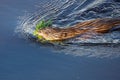 Muskrat Ondatra zibethicus swimming with a mouth full of grass