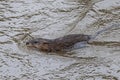 Muskrat Ondatra zibethicus Royalty Free Stock Photo