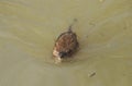 muskrat (Ondatra zibethicus) swimming Royalty Free Stock Photo