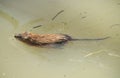 muskrat (Ondatra zibethicus) swimming in a wetland Royalty Free Stock Photo