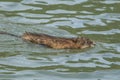 Muskrat swims in the lake. Royalty Free Stock Photo
