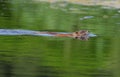 Muskrat (ondrata zibethica) Royalty Free Stock Photo