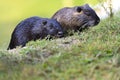 Muskrat Royalty Free Stock Photo