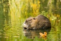 Muskrat searching for food