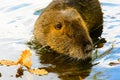 Muskrat searching for food