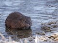 Muskrat on Shore