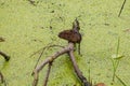 Muskrat sitting on branch in pond