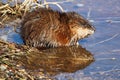 Muskrat sitting at the edge of a pond with a reflection in the water