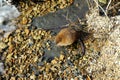 A muskrat sitting on the shore.