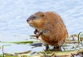 Muskrat in the spring Royalty Free Stock Photo