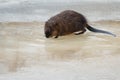 Muskrat - Ondatra zibethicus Royalty Free Stock Photo