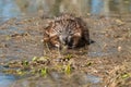 Muskrat - Ondatra zibethicus