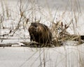 Muskrat stock photos. Muskrat in the water displaying its brown fur by a log with snow with a blur water background in its