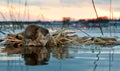 Muskrat on a sunset. Royalty Free Stock Photo