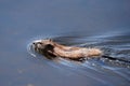 Muskrat Swimming Canada