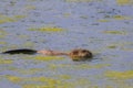 A muskrat swimming in dirty water