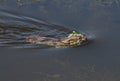 Muskrat swimming with green plants