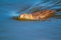 Muskrat swimming in the lake, Frank Lake, Alberta, Canada