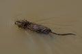 Muskrat swimming on lake Royalty Free Stock Photo