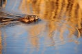 Muskrat swimming in late afternoon
