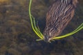 Muskrat Swimming With Plants In His Mouth