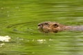 Muskrat swimming in a pond