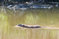 Muskrat swimming in river